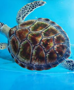 Tur Tur turizem doživetje