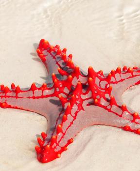 Zvezdice Zanzibarja s Tur Tur Turizem