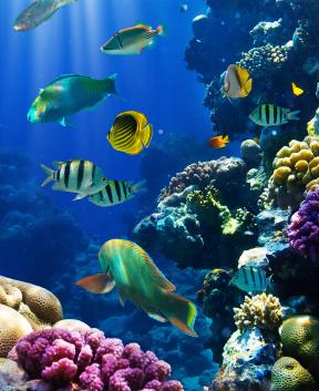 Čudovit akvarij